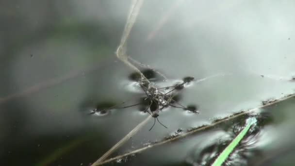 Agua araña flotante estanque skater animales — Vídeo de stock