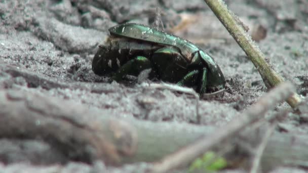 Cetonia 子在地面 bug 昆虫动物中掘洞 — 图库视频影像