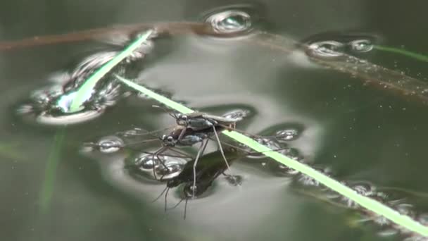 Água aranha flutuante lagoa patinador animais — Vídeo de Stock