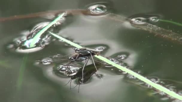 Araignée d'eau flottant étang patineur animaux 