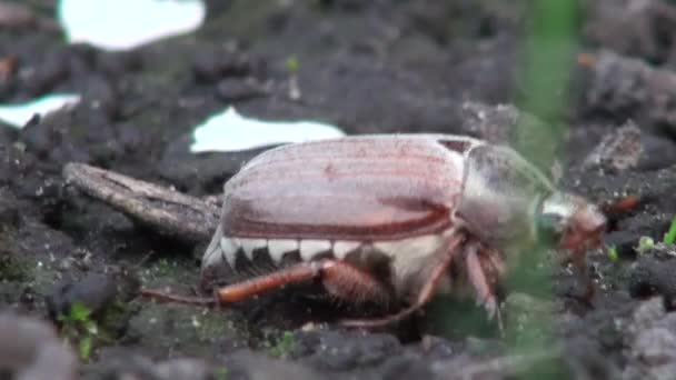 Maja chrząszcz zjada liście włoka zwierząt — Wideo stockowe