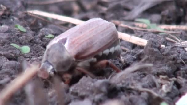 Maj skalbaggen äter blad slitskydd djur — Stockvideo