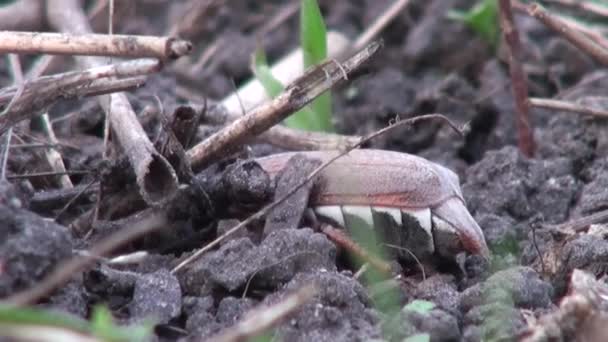 Maja chrząszcz zjada liście włoka zwierząt — Wideo stockowe