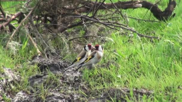 Çimlerde oturan beyaz kuyruksallayan küçük gri kuş — Stok video