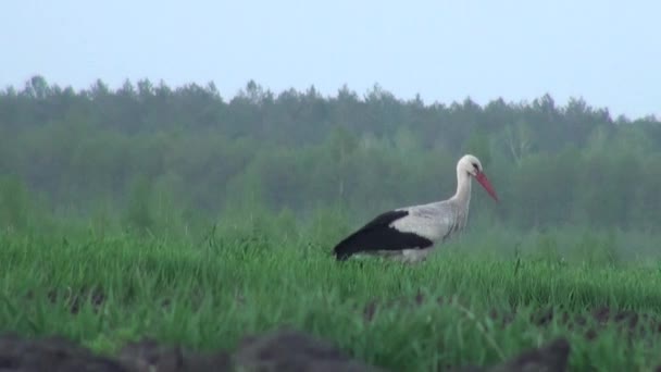 Grus está à procura de comida de manhã cedo — Vídeo de Stock