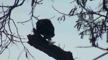 Siyah karga ağaç dalında oturuyor.