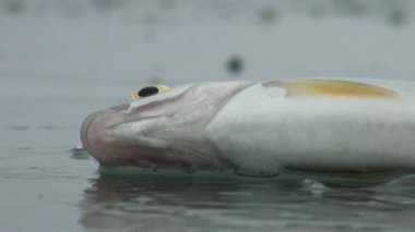 Nehrin kışın buzda balık levrek