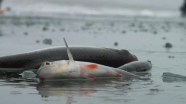 Nehrin kışın buzda balık levrek