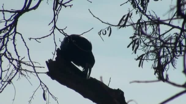 Cuervo negro sentado en una rama de árbol — Vídeos de Stock