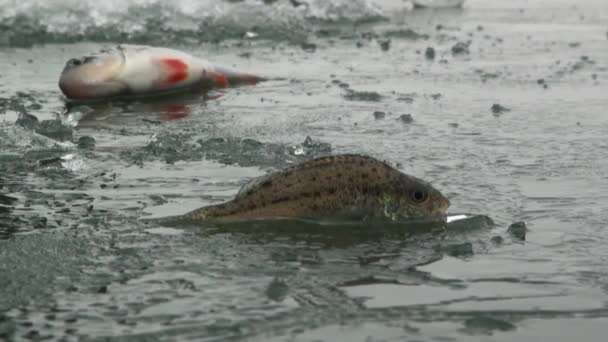 Fischbarsch auf Eis des Flusses im Winter — Stockvideo