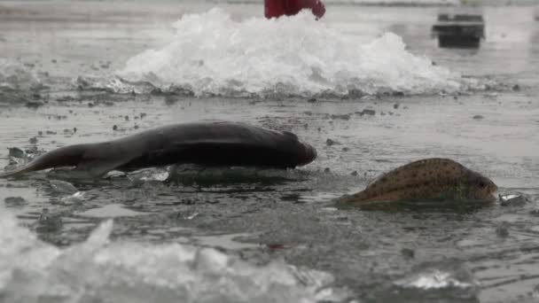 El pez se posan sobre el hielo del río en invierno — Vídeo de stock