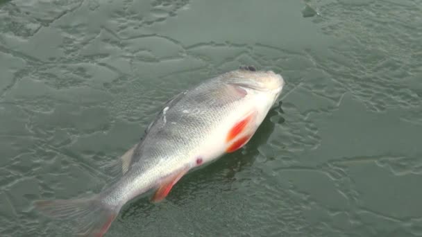 El pez se posan sobre el hielo del río en invierno — Vídeo de stock