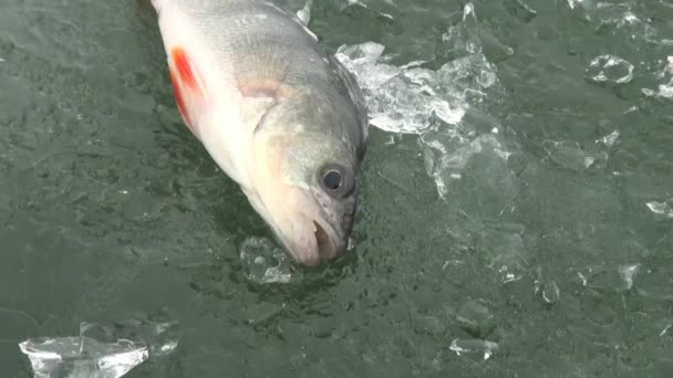 El pez se posan sobre el hielo del río en invierno — Vídeo de stock