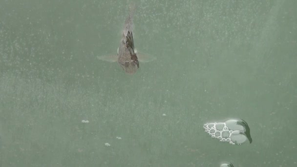 Ryba okoun na ledu z řeky v zimě — Stock video