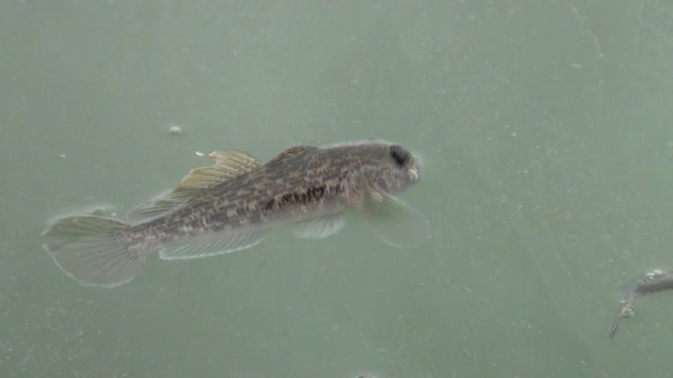 Fischbarsch auf Eis des Flusses im Winter — Stockvideo