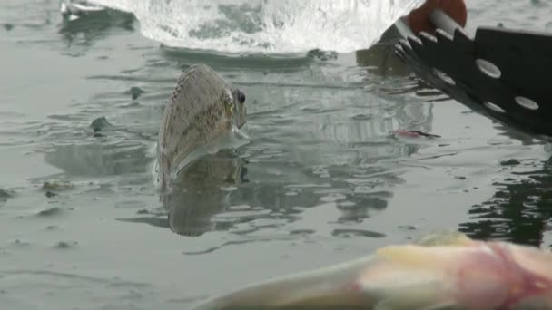 Рыбный окунь на льду зимой — стоковое видео