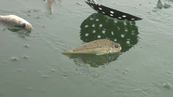 El pez se posan sobre el hielo del río en invierno — Vídeo de stock