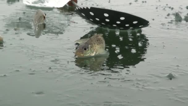 Fish perch on ice of river in winter — Stock Video