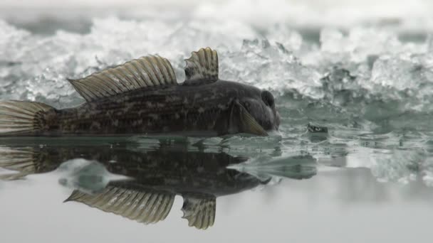 El pez se posan sobre el hielo del río en invierno — Vídeos de Stock