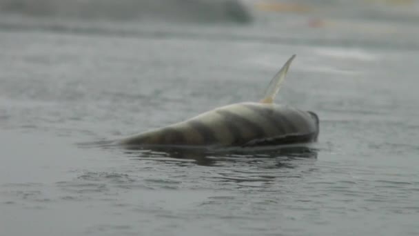 Perche de poisson sur la glace de la rivière en hiver — Video