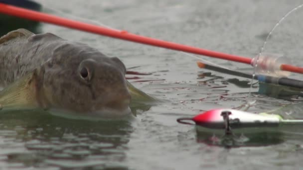 Fiskar abborre på isen i floden på vintern — Stockvideo