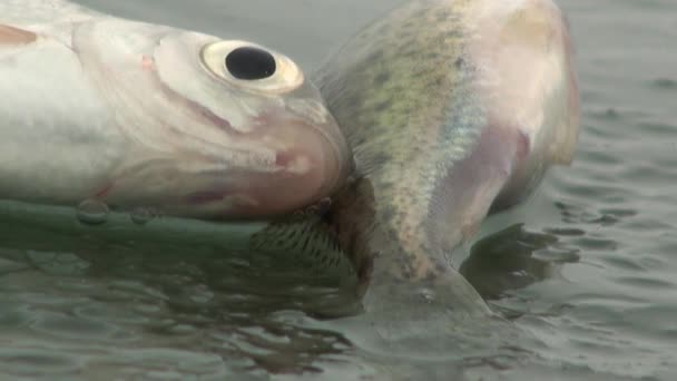 Peixe poleiro no gelo do rio no inverno — Vídeo de Stock