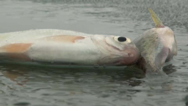 El pez se posan sobre el hielo del río en invierno — Vídeos de Stock