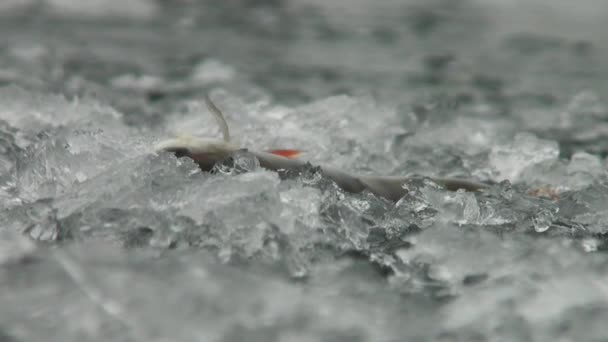 Рыбный окунь на льду зимой — стоковое видео