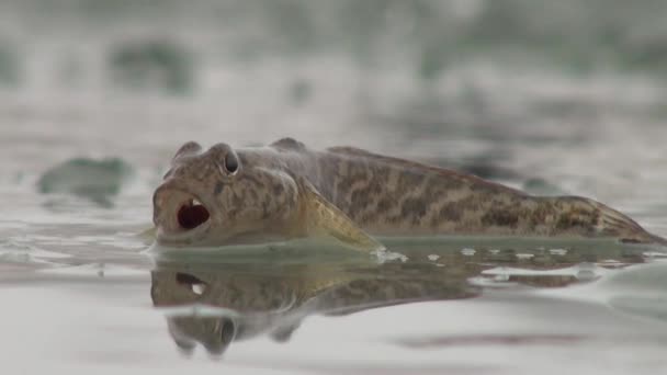 Ikan bertengger di atas es sungai di musim dingin — Stok Video