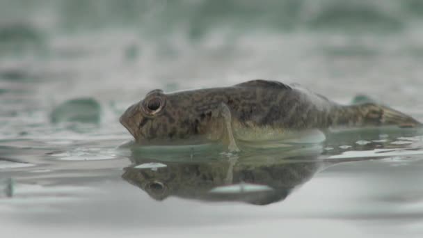 Vis baars op ijs van rivier in de winter — Stockvideo