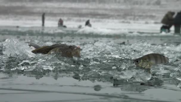 冬の川の氷の上の魚スズキ — ストック動画