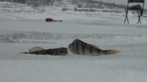 Fiskar abborre på isen i floden på vintern — Stockvideo