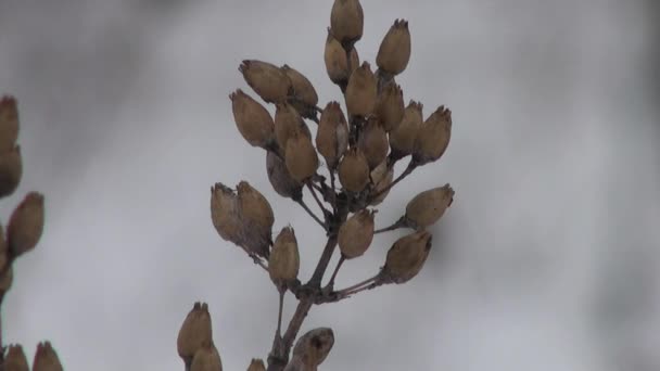 Dulavratotu kahverengi tohumları kışın kuru — Stok video