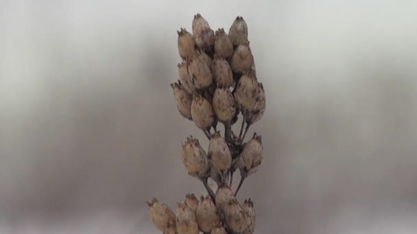 Сухе коричневе насіння лопуха взимку — стокове відео