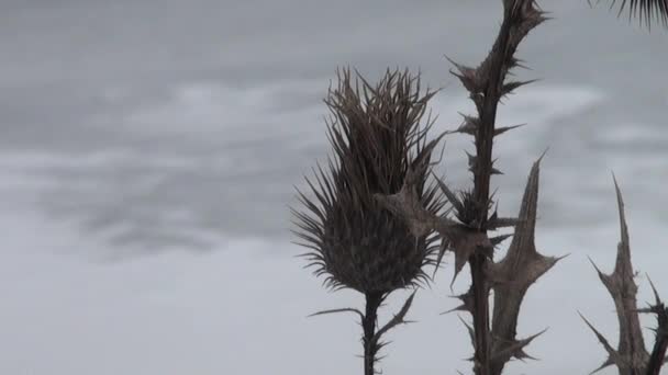 Dry brown seeds of burdock in winter — Stock Video