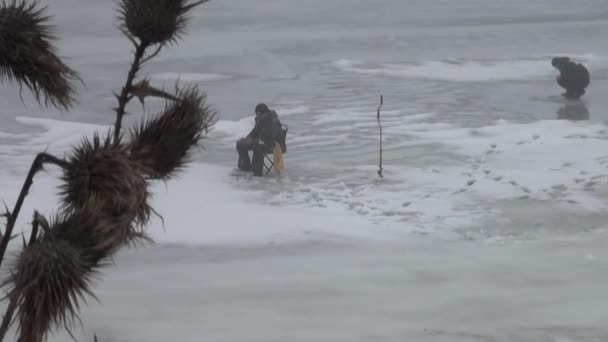 Droge bruine zaden van klit in de winter — Stockvideo