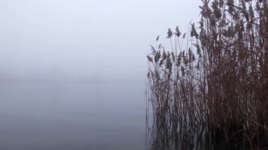 Sazlık Nehri sis sonbahar kamışı noktasındaki kıyıda