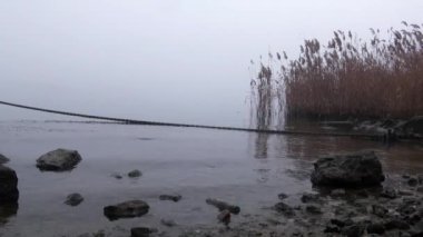 Sazlık Nehri sis sonbahar kamışı noktasındaki kıyıda