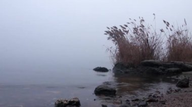 Sazlık Nehri sis kamışı Güz limanında kıyısında