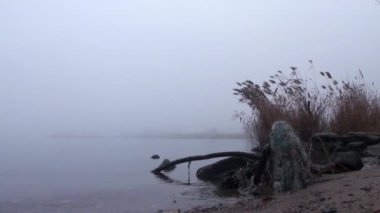 Sazlık Nehri sis kamışı Güz limanında kıyısında