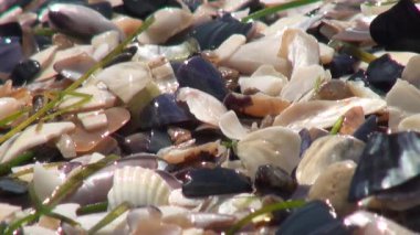 çok sayıda plaj su deniz kıyısında kabukları