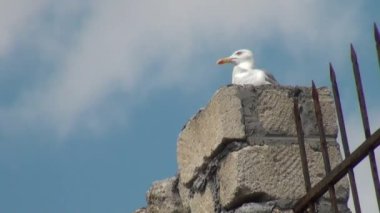 martı standları Kutbu'ndaki görünüyor ve uçuş alır