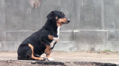 Kızıl saçlı sokak köpeği taşlar kenti eteklerinde oturan