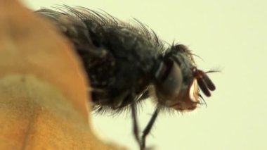 sinek böcek makro hayvanlar sinek