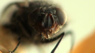 sinek böcek makro hayvanlar sinek