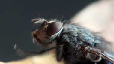 sinek böcek makro hayvanlar sinek