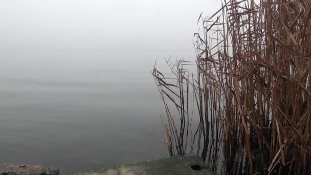 Riet kust bij poort op rivier mist herfst suikerriet — Stockvideo