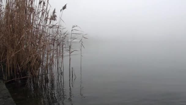 Cañas orilla en el puerto en la niebla del río caña de otoño — Vídeo de stock