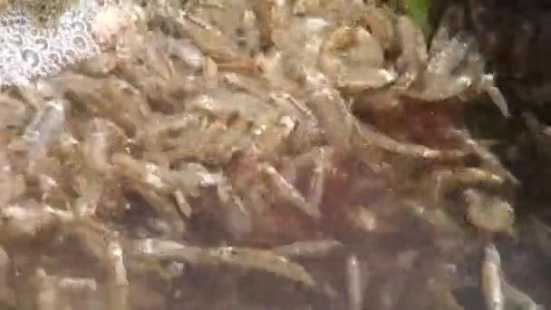 Amphipoden sammelten sich an der Wasseroberfläche in der Nähe von Felsen — Stockvideo