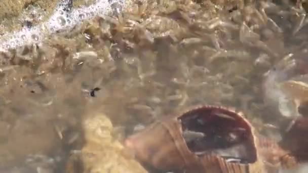 Амфиподы, собранные на поверхности воды возле скалы — стоковое видео